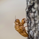 Missouri Pest Management - Pest Control Equipment & Supplies