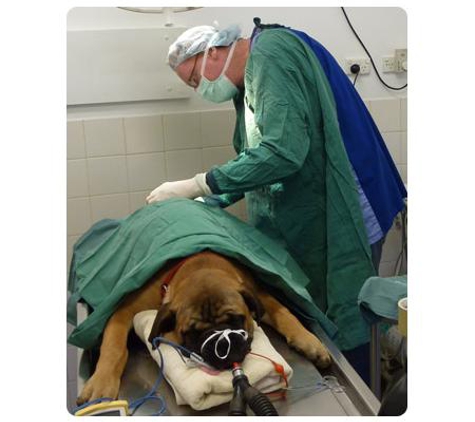 Mylonas & O'Callaghan Vet Hospital - Blacktown, NSW