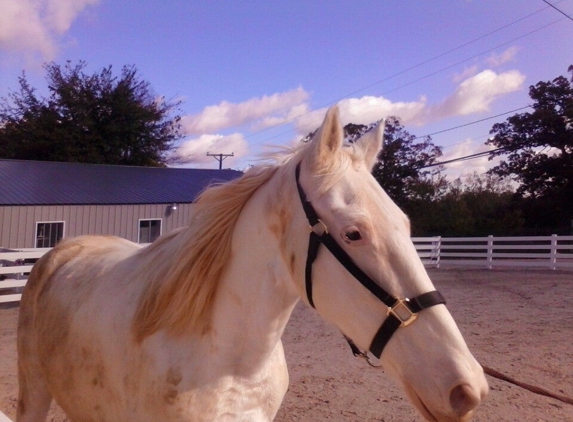 Sarah's Pony Rides - Willow Springs, IL