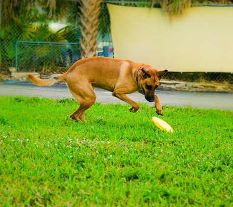 Doggies Gone Wild - Miami, FL