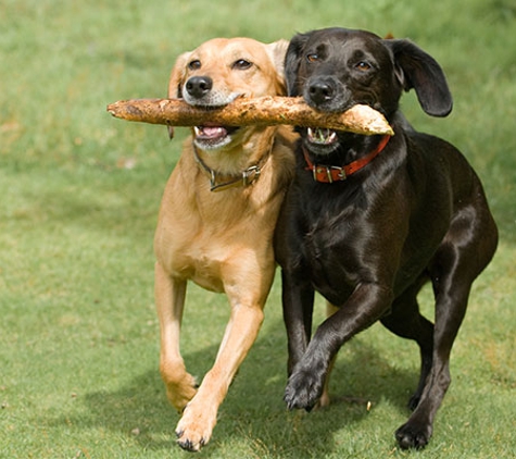 Boise Kennels - Boise, ID