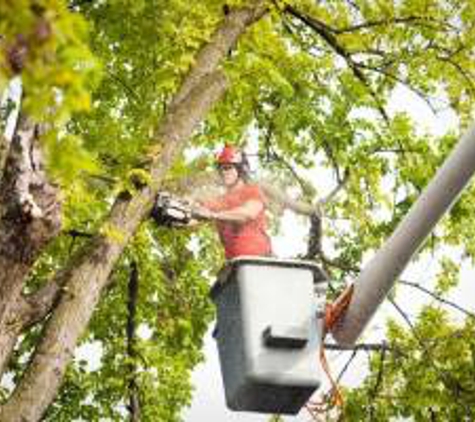 Turney Tree Service - Lake Worth, FL