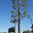 Eduardo Tree Service - Tree Service