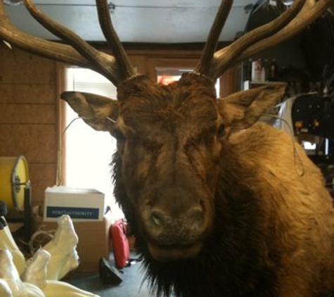 Brownsburg Taxidermy - Brownsburg, IN