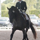 Gulf Shore Equestrian Center - Horse Training