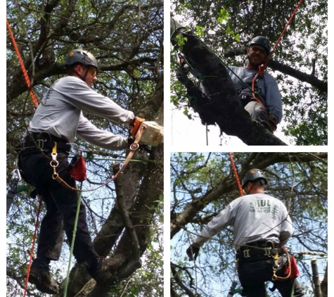 Paul the Tree Climber - Auburn, CA