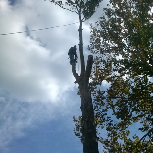 J Davis Tree Service - Brooksville, FL