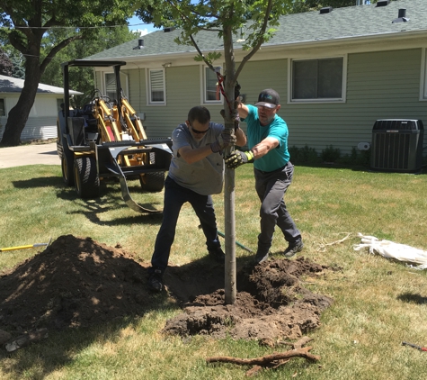 Twin City Tree Service - Saint Paul, MN. My New tree in 2017