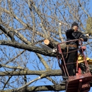 Cornerstone Tree and Landscape Services - Tree Service