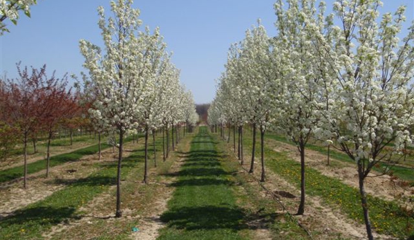 Baldwin Tree Farm - Fenton, MI