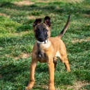 K9 Courage Dog Training - Dog Training