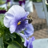 Four Seasons Nursery gallery