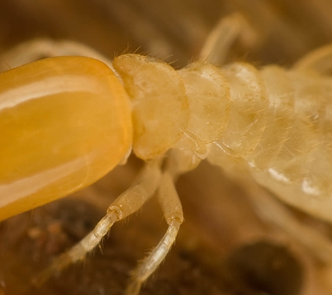 Chemi-Pure Termite & Pest Control - Honolulu, HI