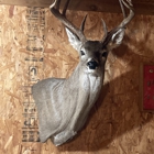 Sportsmen's Wildlife Studio