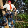 East Coast Tree Experts LLC gallery