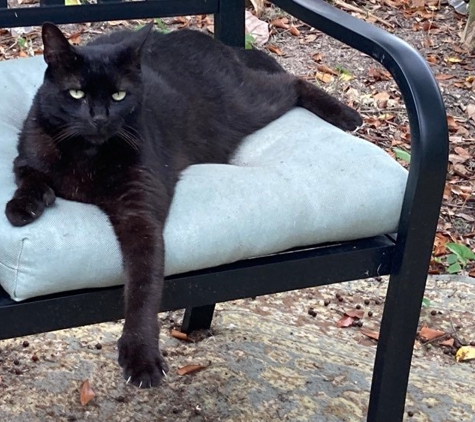 Turkey Creek Animal Hospital - Plant City, FL. Lazarus grew up at our church day care. 
 He is a Bombay/Hemingway. He's a real sport!