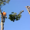 Sure Cut  Tree Service gallery