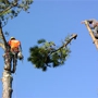 Sure Cut  Tree Service