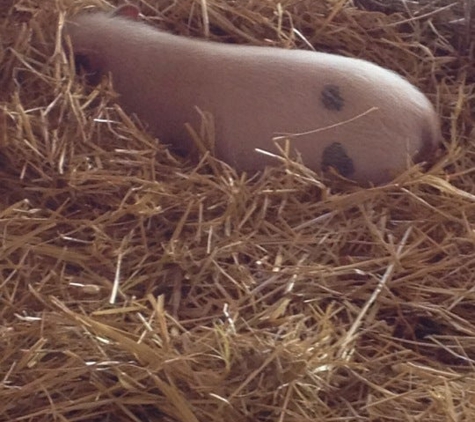 Zoomars Petting Zoo - San Juan Capistrano, CA