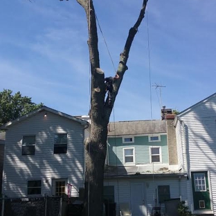 Phoenixville Tree Service - Collegeville, PA