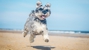 Hearthwood Dog & Cat Clinic - Veterinary Clinics & Hospitals