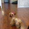 Tiffany's Pet Spa gallery
