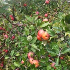 Rock Hill Orchard