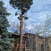 Tree Service Denver gallery