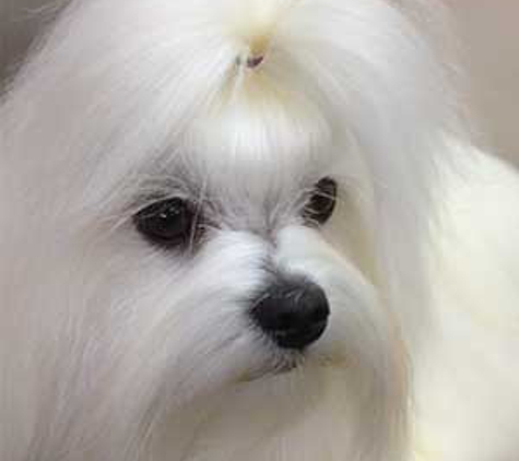 Gentle Touch Pet Grooming - Toowoomba City, QLD
