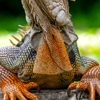 Auburn Wildlife Animal Control gallery