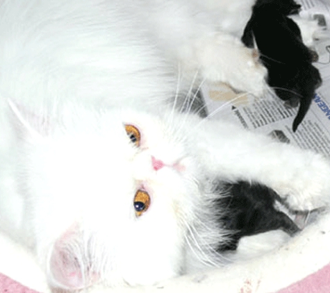 Canterbury Tails Boutique Boarding Cattery - Belgrave, VIC