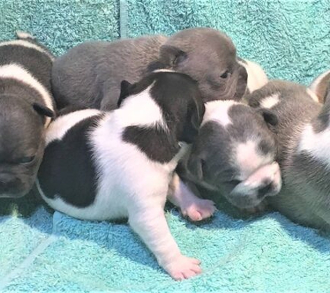 Tralinka French Bulldogs - Muchea, WA