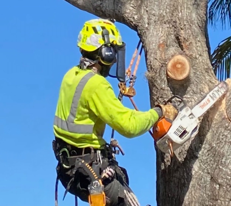 Affordable Tree Service Inc. - Tree Service Miami-Dade & Broward - Pembroke Pines, FL