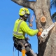 Affordable Tree Service Inc. - Tree Service Miami