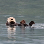 Alaska Fjord Charters