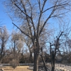 Goldstar tree & stump grinding gallery