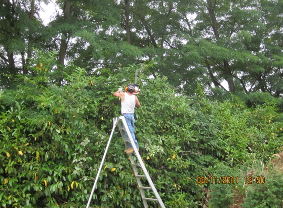 YARD BIRDS LANDSCAPE CLEAN UP - Seattle, WA