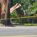 Green Leaves Tree Care - Stump Removal & Grinding