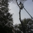 BJ'S Lawn & Tree Service - Tree Service