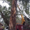 Acadia Tree & Stump Removal gallery