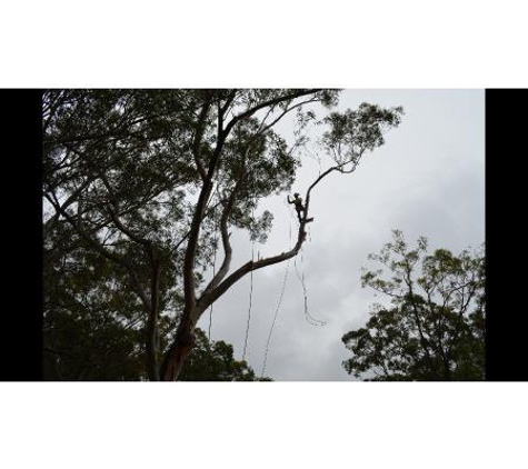 Bob and Ben the Tree Men - Kirrawee, NSW