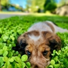 Paoli Vetcare gallery