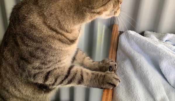 Happy Cats Cattery - Carabooda, WA