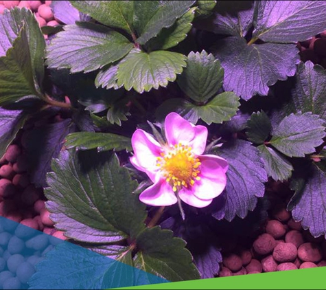 Coastal Hydrotech - Charmhaven, NSW. Whether Growing Under The Light Or In The Sun, We Will Keep Your Plants Hydrated All Day Long