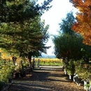 Napa Valley Ornamental Nursery - Nurseries-Plants & Trees
