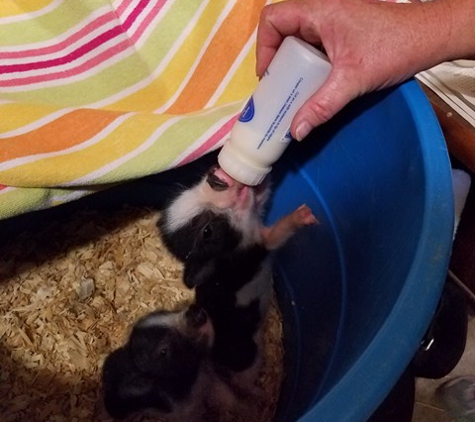 T G Farms - Newcastle, OK. Feeding baby piglets