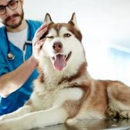 Morganna Animal Clinic & Boarding Kennel - Manassas - Veterinarians