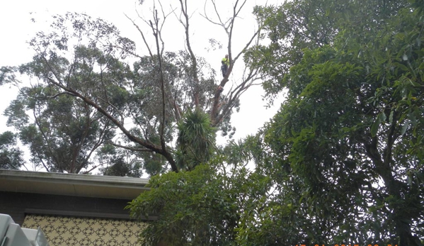 Woodstock Tree and Stump Removal - Coldstream, VIC