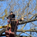 Emergency Tree Service - Tree Service