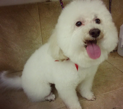 Advance Pet Grooming - North Miami, FL